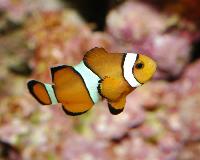 Amphiprion percula?