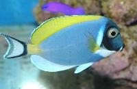 Acanthurus leucosternon