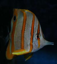 Chelmon rostratus