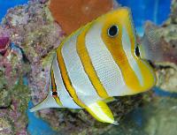 Chelmon rostratus