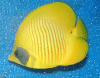 Chaetodon semilarvatus