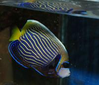 Pomacanthus imperator