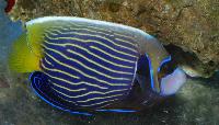 Pomacanthus imperator