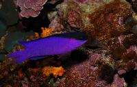 Gramma melacara