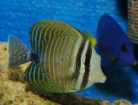 Zebrasoma desjardini