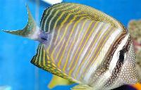Zebrasoma desjardini