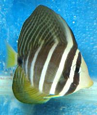 Zebrasoma veliferum
