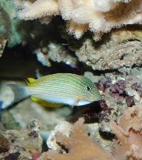 Anisotremus virginicus