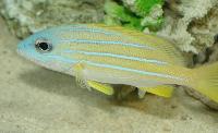 Anisotremus virginicus