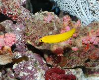 Halichoeres chrysus