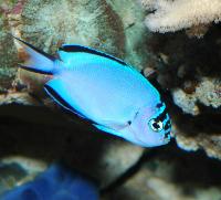 Genicanthus watanabei