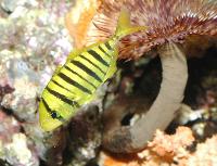 Gnathanodon speciousus