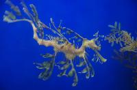 Phycodurus eques