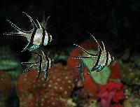 Pterapogon kauderni