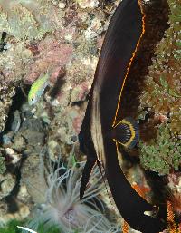 Platax orbicularis
