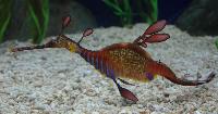 Phyllopteryx taeniolatus
