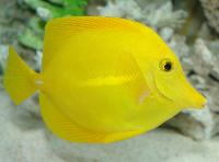 Zebrasoma flavescens