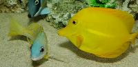Zebrasoma flavescens