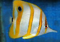 Chelmon rostratus
