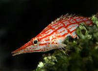 Oxycirrhites typus