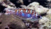 Serranus tortugarum