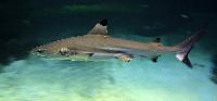Carcharhinus melanopterus