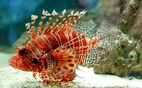 Pterois volitans