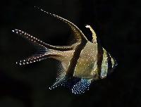 Pterapogon kauderni