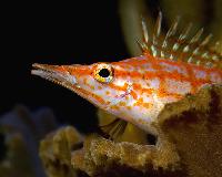 Oxycirrhites typus