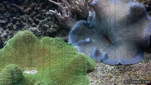 Danmarks Akvarium