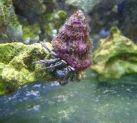 Paguridae decapoda coenobita
