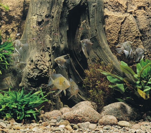 Sydamerikaakvarium med skalarer och Geophagus + BTN Amazonas