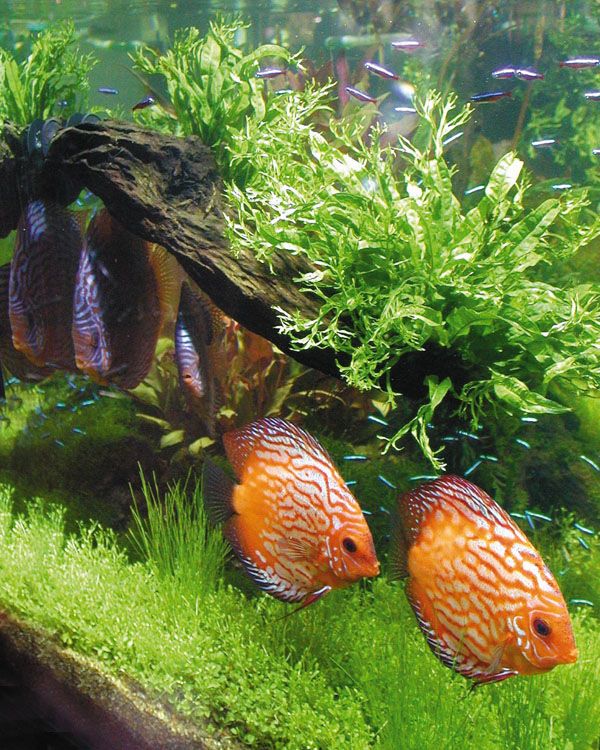 Sydamerikaakvarium med diskus