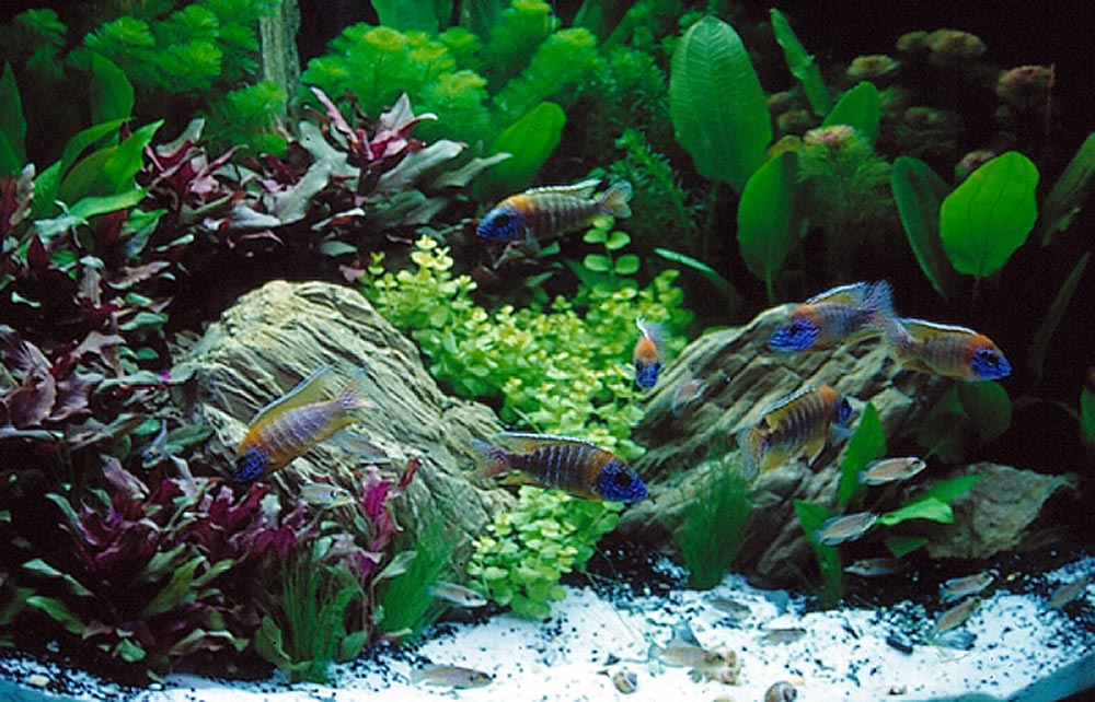Malawiakvarium med växter