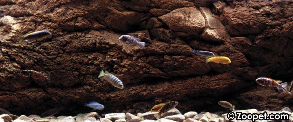 Malawiakvarium med BTN Malawi