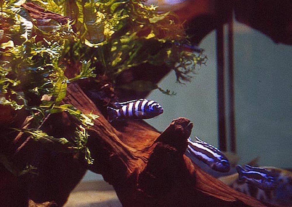 Malawiakvarium
