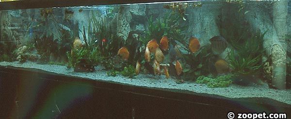 400x80x60 akvarium med diskus. 2 st BTN Amazonas som bakgrund.