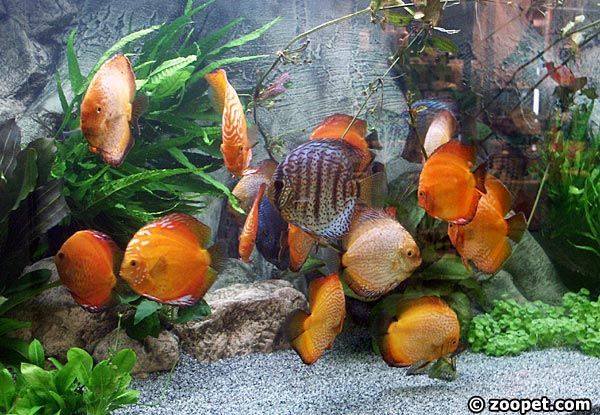 Sydamerikaakvarium med diskus + BTN Amazonas.