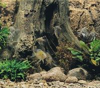 Sydamerikaakvarium med skalarer och Geophagus + BTN Amazonas
