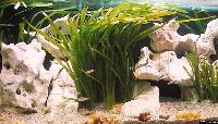Tanganyikaakvarium med Vallisneria