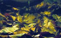 Apistogramma och döda blad.