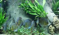 Sydamerikaakvarium med VF diskus + BTN Amazonas