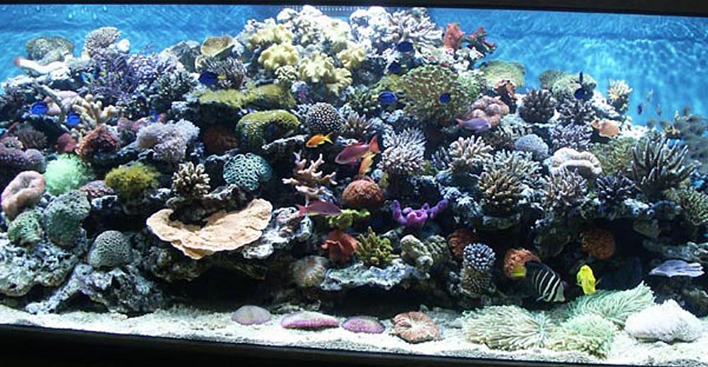 Saltvattensakvarium 200x80x60cm