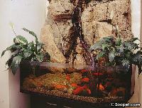 Paludarium med Guldfiskar och Spathiphyllum wallisii