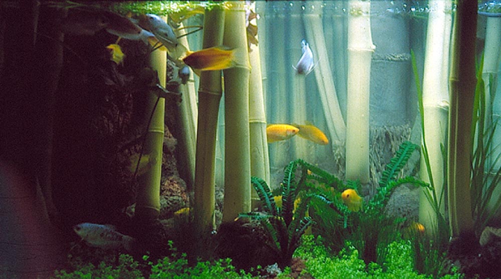 Bambuakvarium med gurami.