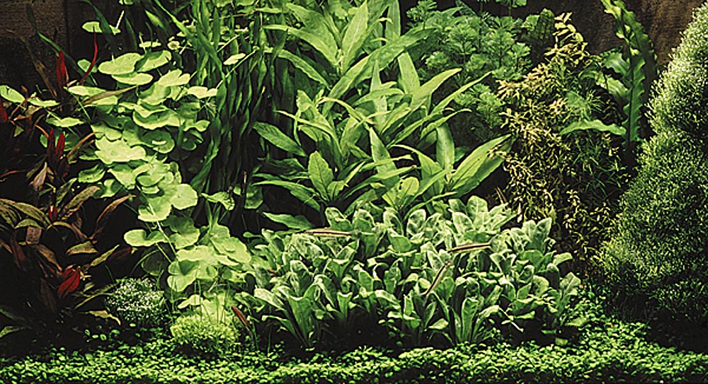 Växtakvarium.