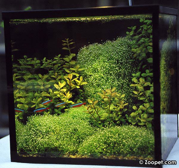 Miniakvarium med kardinaltetror.
