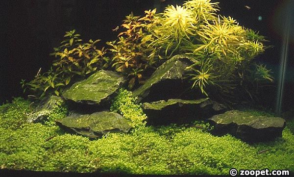 Akvarium (60x30x30cm) med kubanska växter.