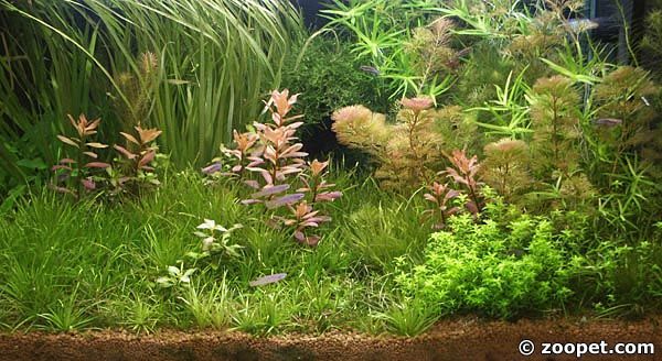 Akvariemässa i Nurnberg 2004