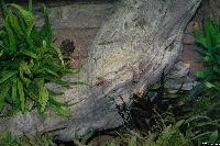 Akvarium med plastrot